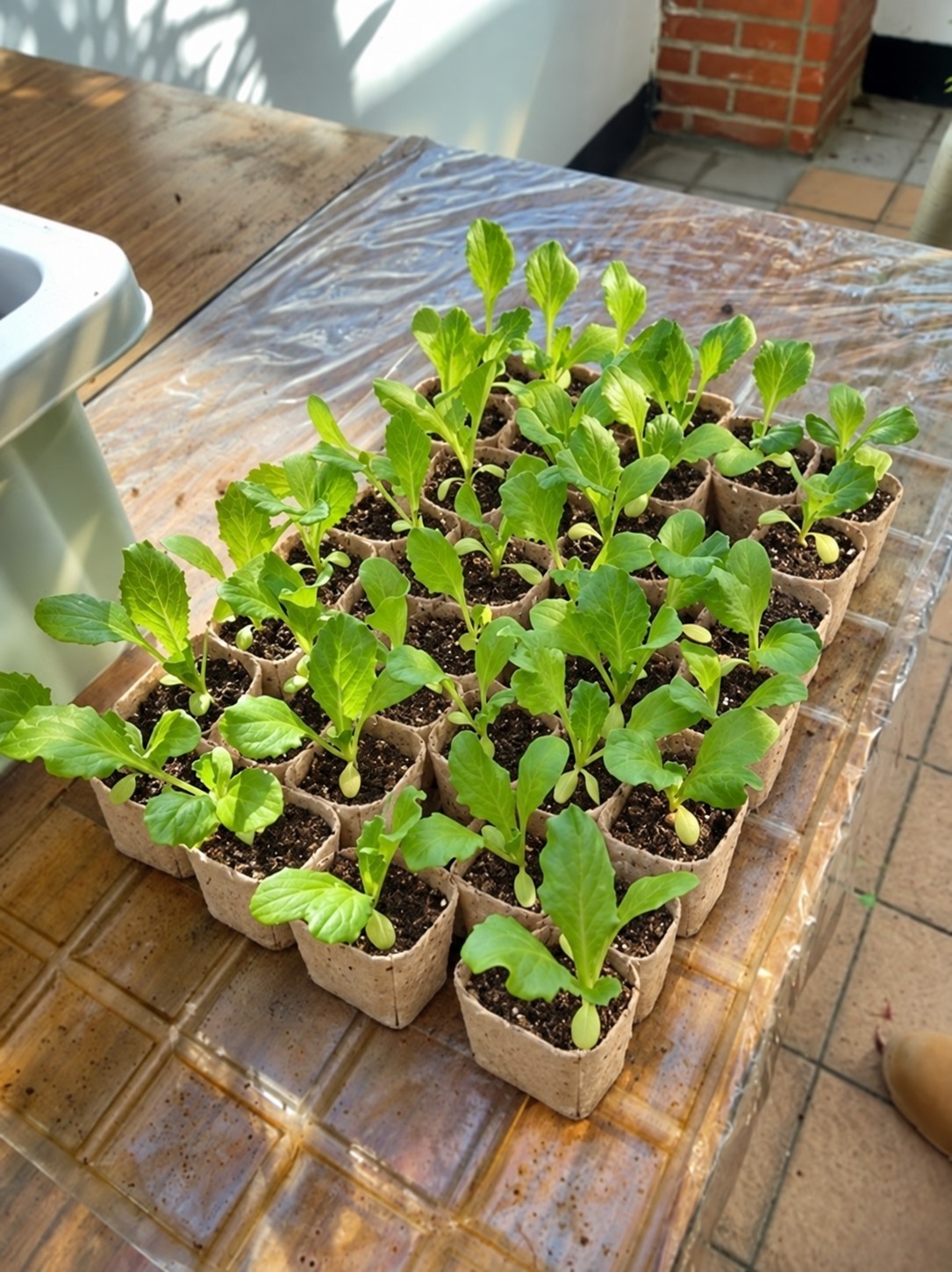 蚓來發芽再生紙育苗盆