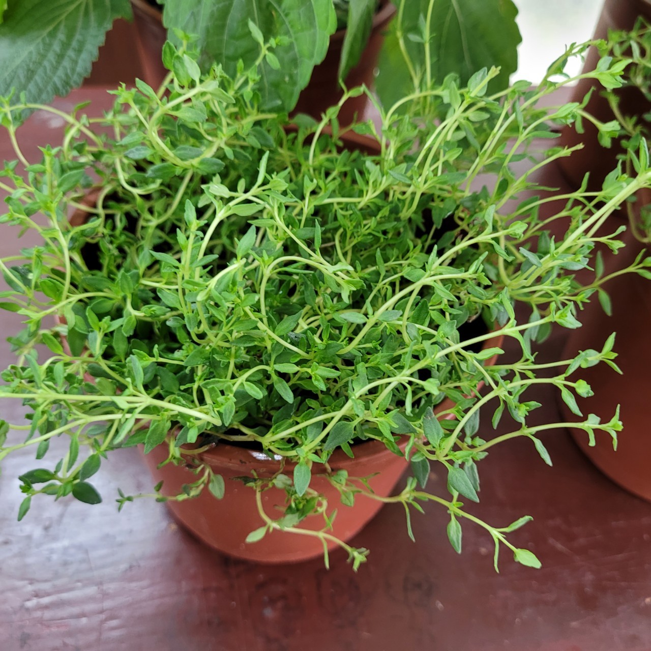 蚓養一盆香循環香草花園