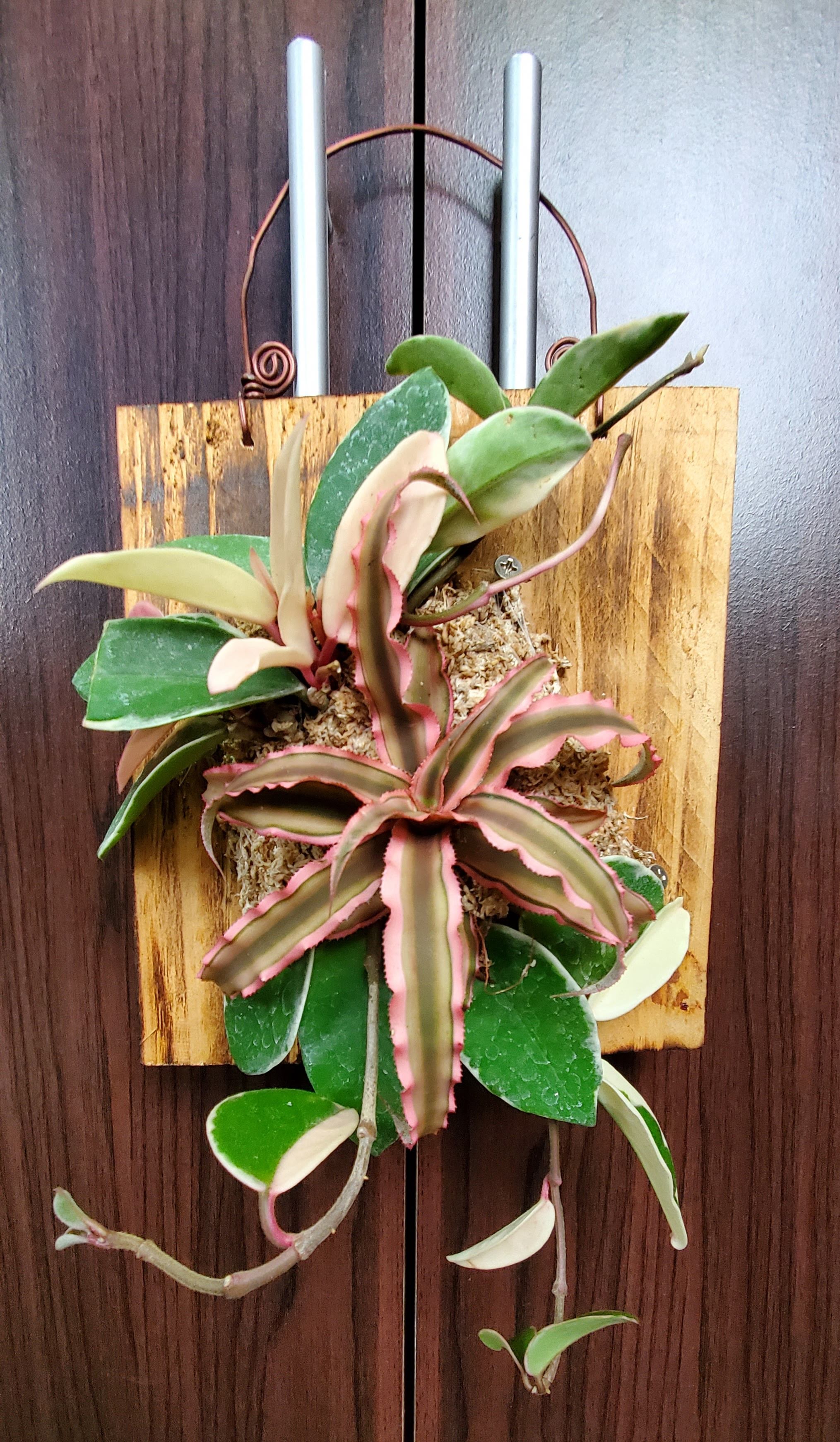 植物上板
