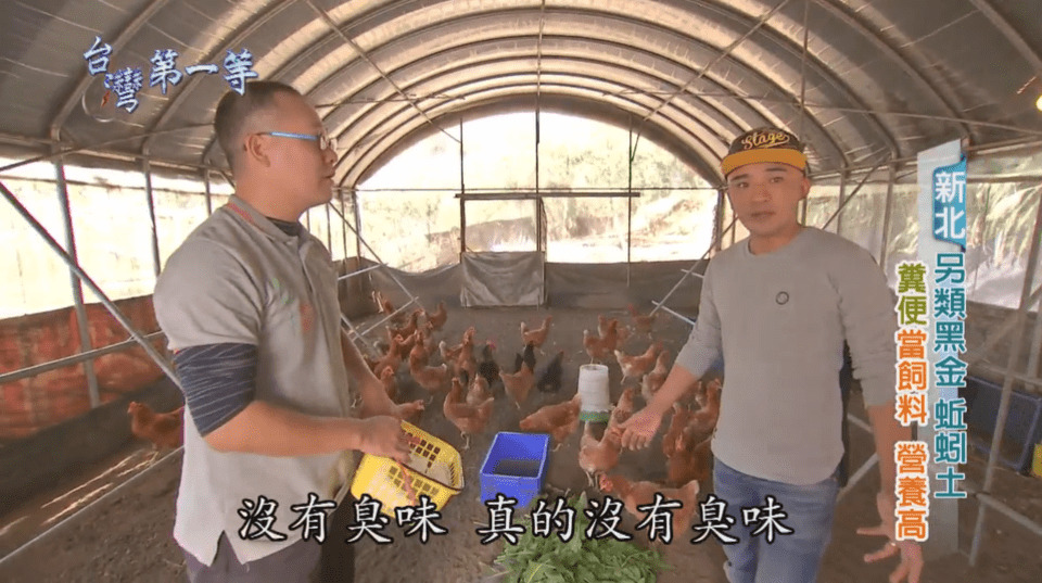 Earthworm Farm - Media interview at chicken coop